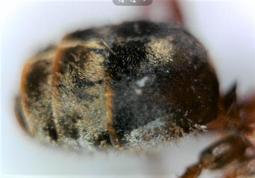 Réf. 223 150 : Lepisiota spinisquama